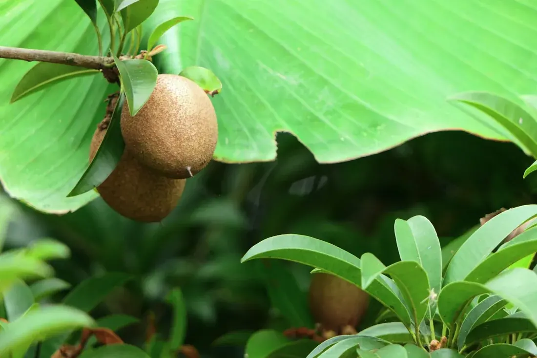 Brown sapodilla fruits growing among green leaves.