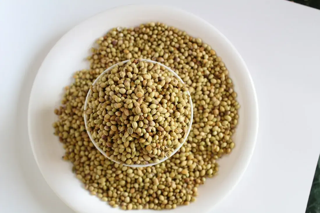 Coriander seeds on a white plate