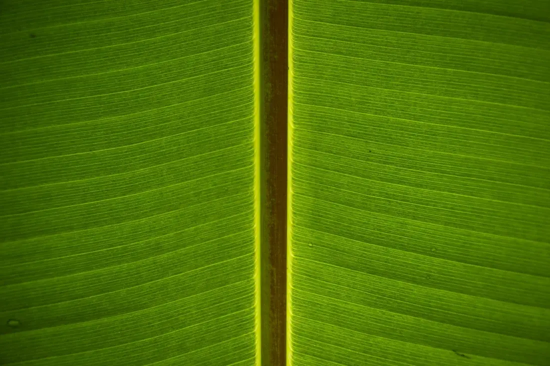 Close-up of a fresh green banana leaf